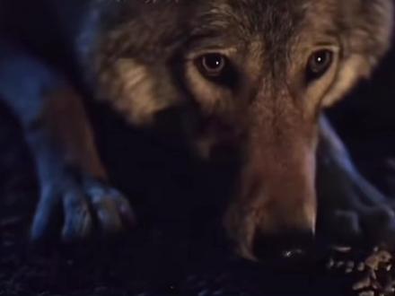 #狼 #狗 #狗祖先 狗祖先:我要验牌,牌没有问题,梭哈猿哥!