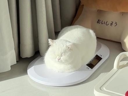 辟谣了,她真不是胖.. #白面馒头 #吸猫 #白猫 #养猫日常 #可爱到爆炸💥