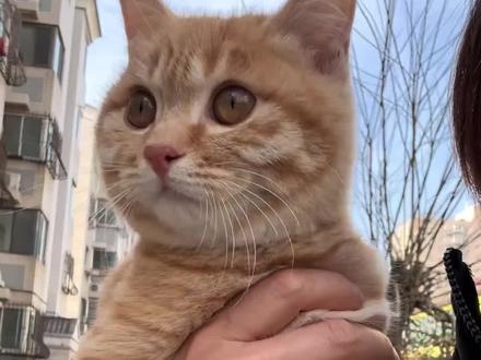 原来咪咪不是全国通用!#猫咪 #可爱 #娱乐评论大赏