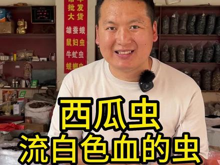 小时候经常玩的西瓜虫,你知道有什么作用吗#西瓜虫 #鼠妇虫 #养生