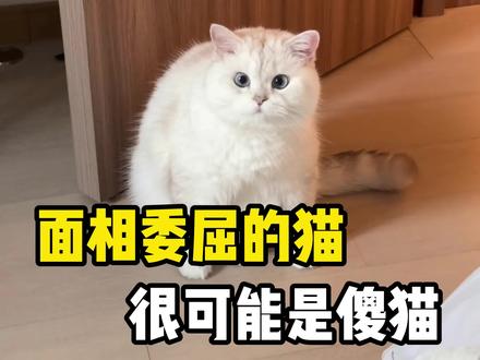 面相委屈的小猫很可能是傻猫#宠物科普 #猫咪 #猫咪冷知识