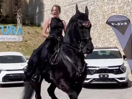 马年分享10种马,祝大家马年马到成功,马上发财!#马 #马到成功马上发财#汗血宝马