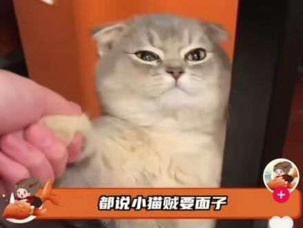 亲测我家猫真的会回去埋粑粑(在视频后面)#猫咪 #猫咪日常