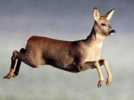 #创作灵感 狍子为啥叫傻狍子#动物世界 #野生动物零距离 #动物 #爱护大自然保护野生动物 @DOU+小助手