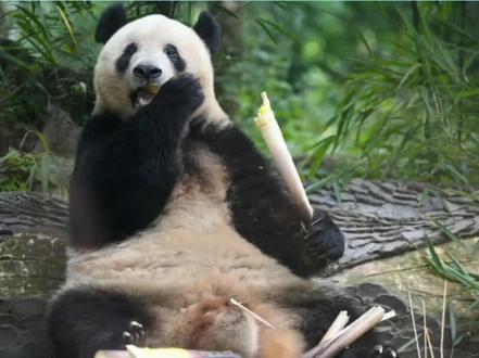 日本迎零熊猫时代!最后两只旅日熊猫1.27专机返华#熊猫