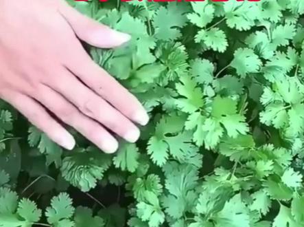 香菜是结节的加速器,吃了会加速恶化,真正要少吃的是这3类食物#科普一下