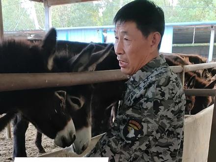 #养驴 ,怎样选择优秀的品种驴,什么样的品种最好,让您养出最好的驴,祝养殖成功