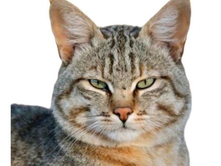 地球online生物削弱和排名来了#地球online #霸王龙#决斗场 #古生物#回调