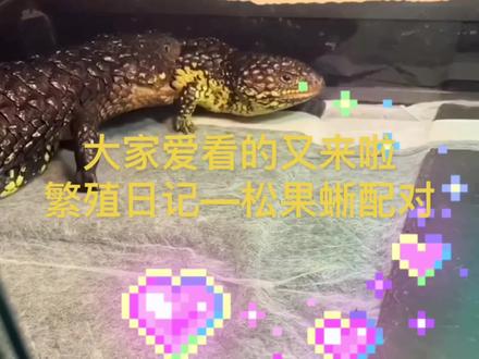对着自己的老婆大快朵颐?松果蜥白菜繁殖视频流出@QiNande @抖音小助手 @DOU+上热门 #神奇动物在抖音 #爬宠 #爱情观 #一夫一妻的动物