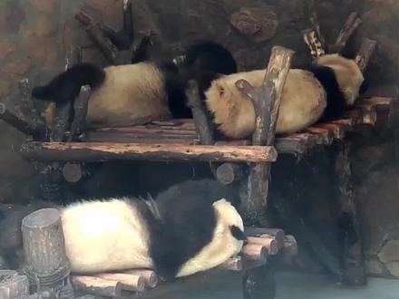 大熊猫作为国宝,连粪便都有利用价值 #抖音自然#熊猫#萌知计划 #动物植物 @抖音青少年 @抖音自然