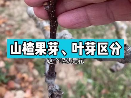 山楂树苗果芽、叶芽区别。植物问题评论区留言。#果树 #三农 #山楂树 #山楂苗