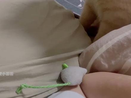 猫:还是那句话,做猫不用太正常! #猫咪的迷惑行为 #小猫咪能有什么坏心思 #家有傻猫欢乐多 #搞笑萌宠