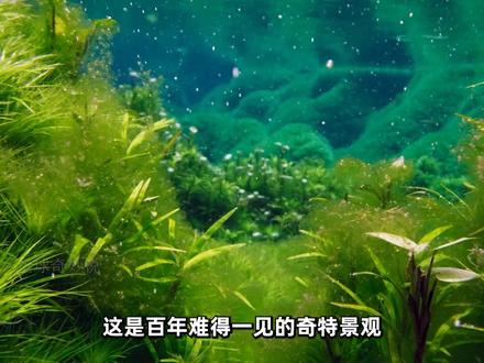 海底奇观,绿色氧吧。 #原生造景 #海草 #水生植物