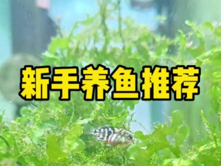 新手养鱼推荐试试迷你鹦鹉鱼,饲养简单,爱繁殖,一个不留神就能养成满满一缸。#观赏鱼 #迷你鹦鹉鱼繁殖 #迷你鹦鹉鱼 #新手养鱼 #水族