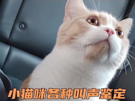 小猫咪叫声鉴定视频,在下猫语十级😎#曼基康矮脚猫 #矮脚猫 #抖音动物图鉴 #猫叫 @抖音自然