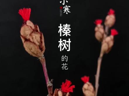 小寒|二候 榛树|扭扭棒教程 风媒花 柔荑花序#扭扭棒的100种玩法#二十四节气手工#榛子#榛树#雌雄同株