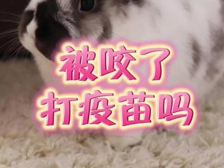 被兔子咬了要打狂犬疫苗吗? #宠物兔