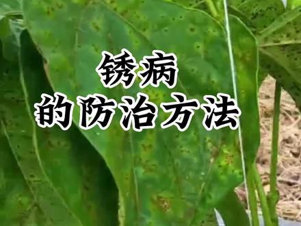 锈病的防治方法#豆角种植