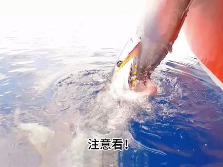 一只巨大的鲨鱼死死咬住金枪鱼,让渔民损失惨重#金枪鱼 #蓝旗金枪鱼 #远洋捕捞 #纪录片 #海鲜