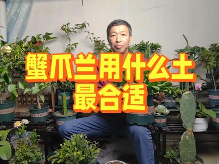 蟹爪兰怎么养才能茁壮成长?老胡的配土方案告诉你 #蟹爪兰 #分享家庭养花知识 #花卉养护 #养花 #家庭养花达人 #养花小知识 #园艺花卉 #绿植