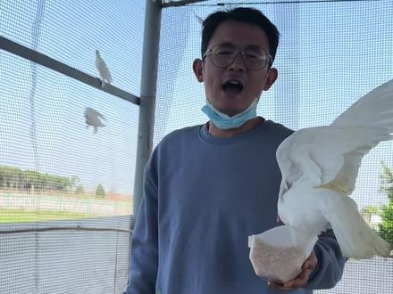 我的地方在西安,临潼万羽广场鸽基地 累计全国服务290家小老板飞出去了广场鸽超过了10万➕#广场鸽#和平鸽#白鸽#喂鸽子