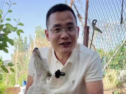 细狗到底是大配小好还是小配大好? 细狗到底怎么出狗才能出好狗?#格慧犬 #海康eq15 #海康ec10