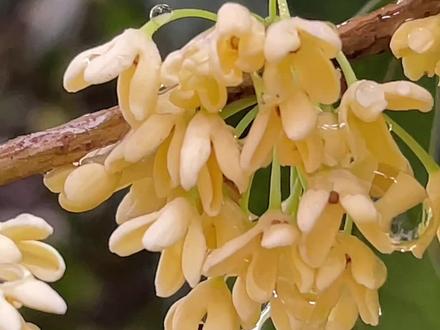 桂花开花结果过程(重制版) (2024.10.22-2025.11.03)
花期物候: 萌发期、圆珠期、 顶壳期、 铃梗期、 香眼期、 初花期、 盛花初期、盛花期、 盛花末期、花谢期十个物候期
1. 萌发期: 桂花的花芽着生在当年新梢的叶腋 里, 通常于4-5月间形成, 逐渐膨大。花前1 个月左右, 两片芽鳞开始绽裂, 进入到萌发期。
2. 圆珠期: 桂花开花前 7-15天, 在中午热而早晚凉、兼有雨露滋润的气候条件下,两片芽鳞开析度加大, 花芽很快膨大成圆珠形。
3. 顶壳期: 花前5-7天, 继续膨大的圆珠形花芽, 因内部生长不均衡而变形。两片芽鳞陆续散落, 包被在花芽外部的苞片分裂为许多大小不等的黄褐色膜壳, 顶起在芽体上端, 称之为顶壳期。
4. 铃梗期: 花前3-5天, 由5-9朵小花组成的簇生花序, 开始分散延伸。花梗变长, 梗色由青转黄。粘附在芽体上端的黄褐色膜壳, 大量散落地面。
5. 香眼期: 花前1天左右, 簇生花序的小花群开始分离, 外形发育齐全, 花被外壁纹理明显, 部份小花顶端出现孔隙, 由此散逸出阵阵清香, 称之为香眼期。
6. 初花期: 香眼期半天至1天后进入初花期。 此时花少量开放 (约10%), 大部则仍处于半 闭合状态。花梗挺立, 花被外壁面向游客, 花色较淡, 内涵香味浓足。
7. 盛花初期: 初花期约维持 1 天, 即转入盛花初期。此时花部份开放 ( 约30%-50% ), 因花被反卷下垂, 使花被内壁(花心)朝向游客, 花色转深, 花香袭人, 是观赏桂花的适期。
8. 盛花期: 盛花初期约持续1-2 天, 即转入盛 花期。此时桂花大部或近全部开放。 花色更探, 虽不失观赏价值, 但香味则有所逸散, 采花 利用己嫌稍晚。
9. 盛花末期: 盛花期持续1-2天后, 转入盛花末期。此时花被与花梗容易分离,开始落花, 花色变淡, 花香顿减。
10. 谢花期: 盛花末期的持续时间, 常随当时有无风雨袭击而有所伸缩变化,一 般维持2-3天 进入谢花期。花色渗淡, 花事终了,若天气晴旱, 焦枯的花朵常挂留树上,如常遇阴雨, 枯谢花朵将大部散落地面。
摘自《桂花开花物候期的划分及其采收期的调查研究》杨康民 朱文江 蒋永明 王家元 王元松
#桂花 #自然观察#金风玉露 #桂花香 #桂花开花结果过程