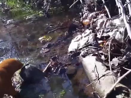 黄鼠狼全身都是宝,为何几乎无人敢养?农户无奈:伺候不起!