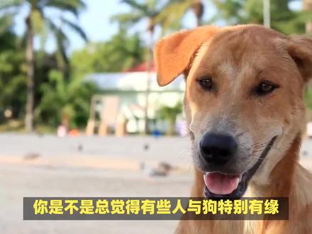 招狗喜欢的玄学说法,难道真的是“吸狗”体质?揭秘狗为啥独宠你 #萌犬 #宠物知识 #养狗经验分享 #文明养犬