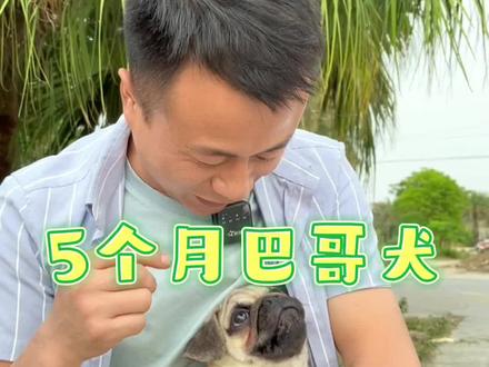 都说#巴哥犬 憨憨的有点笨、是真的吗#宠物训犬师腾哥