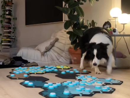 多年没见的狗兄弟,让BunBun委屈爆了! #边牧 #边牧BunBun #宠物交流按钮 #狗狗日常 #杜宾