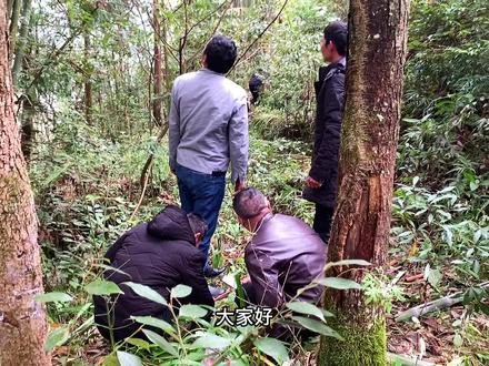 把危害竹子的竹虫取出来,爆炒特别美味,拿来下酒更完美