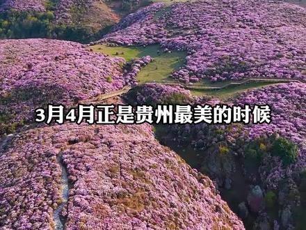 3月4月正是贵州最美的时候,如果你来可以这样玩!#贵州旅游 #贵州 #贵州美好推荐官