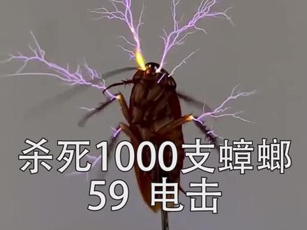 给100只蟑螂做电疗,是一种什么体验?#蟑螂药 #灭蟑螂 #海灭士