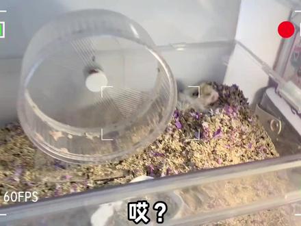 小仓鼠家里堆满“大便”?耗时4天DIY豪华小窝,鼠宝宝会住进