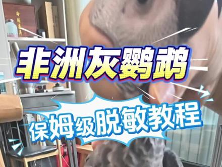 非洲灰鹦鹉脱敏训练,完整教程,跟着做就行了#鹦鹉训练 #非洲灰鹦鹉 #养鸟日常 #养鸟知识