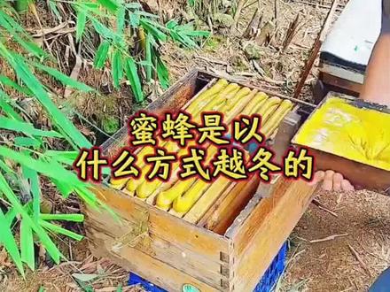 蜜蜂是怎样越冬的呢?#蜜蜂越冬