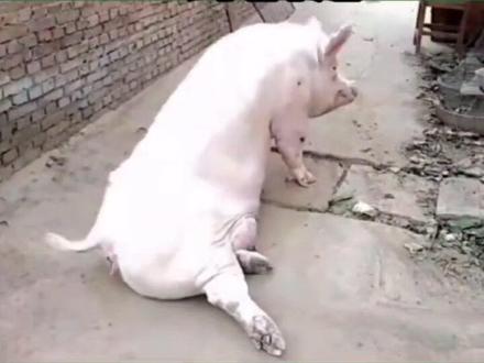 猪突然倒地,无法站立,一针搞定。#三农 #猪病 #养猪技术 #猪瘫痪 #养猪人