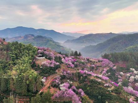 再有半个月,皖南卖花渔村迎来盛开#皖南 #卖花渔村 #梅花