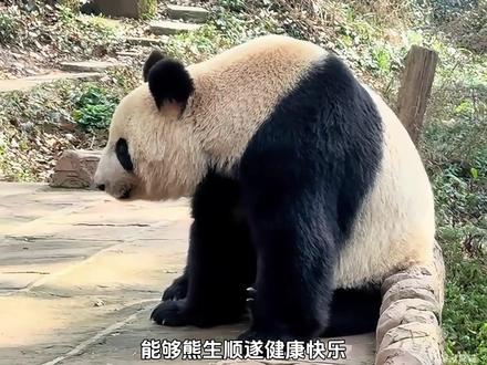 旅日大熊猫晓晓和蕾蕾启程回国,大熊猫是代表我国旅外的友好使者 #大熊猫晓晓蕾蕾 #旅日大熊猫 #国宝熊猫 #国宝不愧是国宝 #治愈系