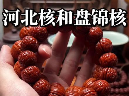 盘锦核和河北核如何区分#桃核手串#文玩手串#真实生活分享计划