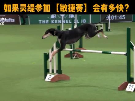 灵缇参加敏捷赛会更快?想不到吧? #敏捷赛 #敏捷犬运动 #犬展 #萨路基猎犬 #灵缇犬 #喜乐蒂 #边牧