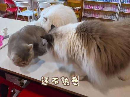 又是全拼豆的一天
今天带我们的小女儿年糕来上班啦~
#拼豆 #拼豆豆 #拼豆图纸 #拼豆豆手工 #手工