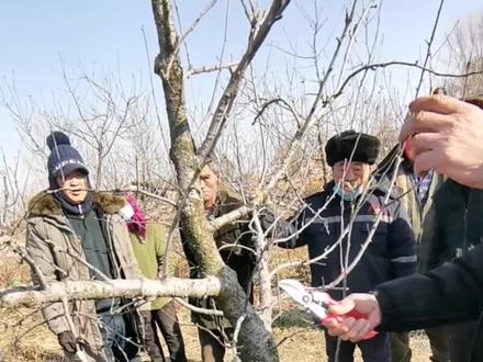 弱树要重剪,多短截回缩 #果园管理技术 #苹果树修剪技术 #果树管理技术