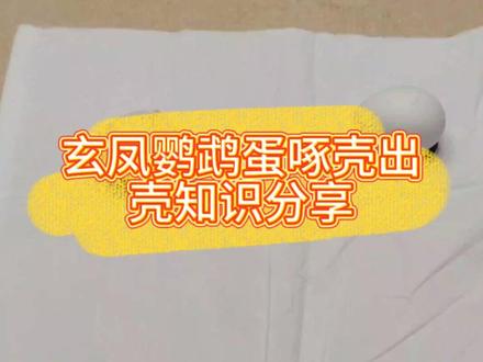 今天讲一讲玄凤鹦鹉啄壳出壳的一些基本知识#玄凤鹦鹉孵化 #玄凤出壳 #玄凤鹦鹉 #玄凤日常 #玄凤鹦鹉日常