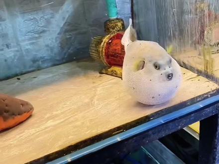 话说你们天天喊看电鳗电河豚能不能鼓气!今天明确告诉你们!很可以!还能当球踢😂