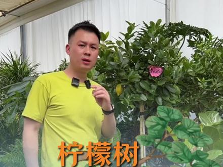 柠檬树只长叶子不开花,或者柠檬树果子长不大,掉果,出现这些问题的原因都有啥,又该如何解决#柠檬树