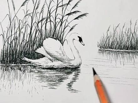 天鹅的画法,你学会了吗#老耿爱画画