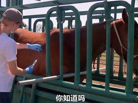 马为什么不怕蛇咬?抵抗蛇毒的血清,竟然是由马血制成的 #血清 #科普一下 #抖进科学 #百科 #蛇毒