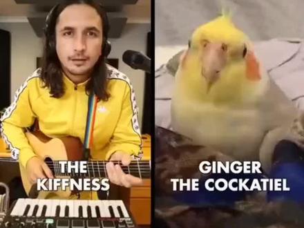 《咕叽咕叽是鹦鹉开口必学课》#鹦鹉训练营